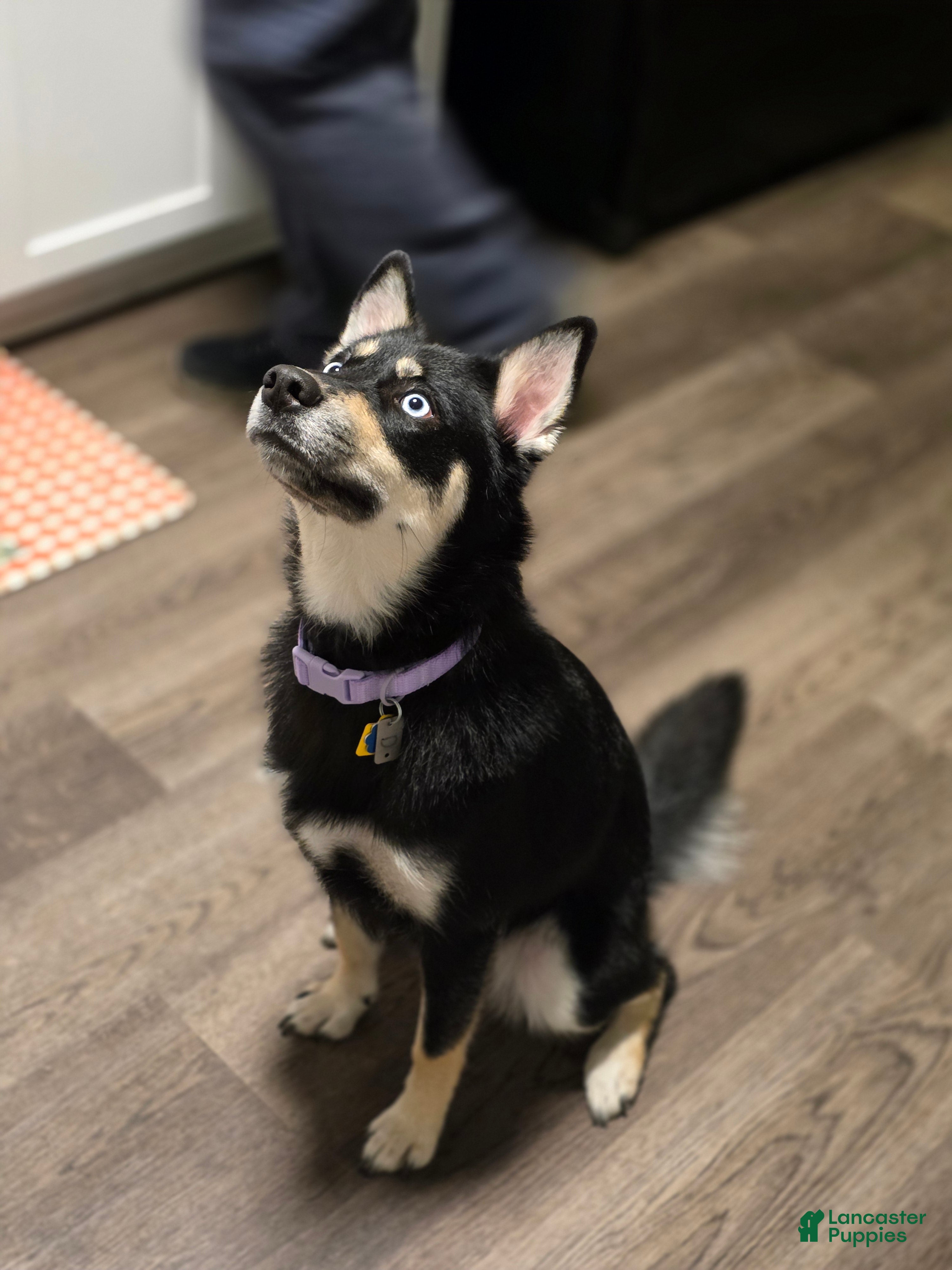 Pomsky dogs for sale: Pomsky 1 - Ad 1