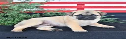 Mixed Breed dogs for sale: Sunflower - Ad 4