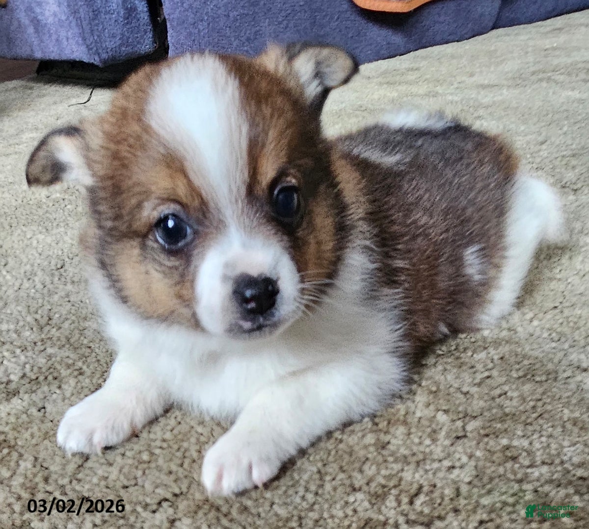 Mixed Breed dogs Jeff - Ad 1