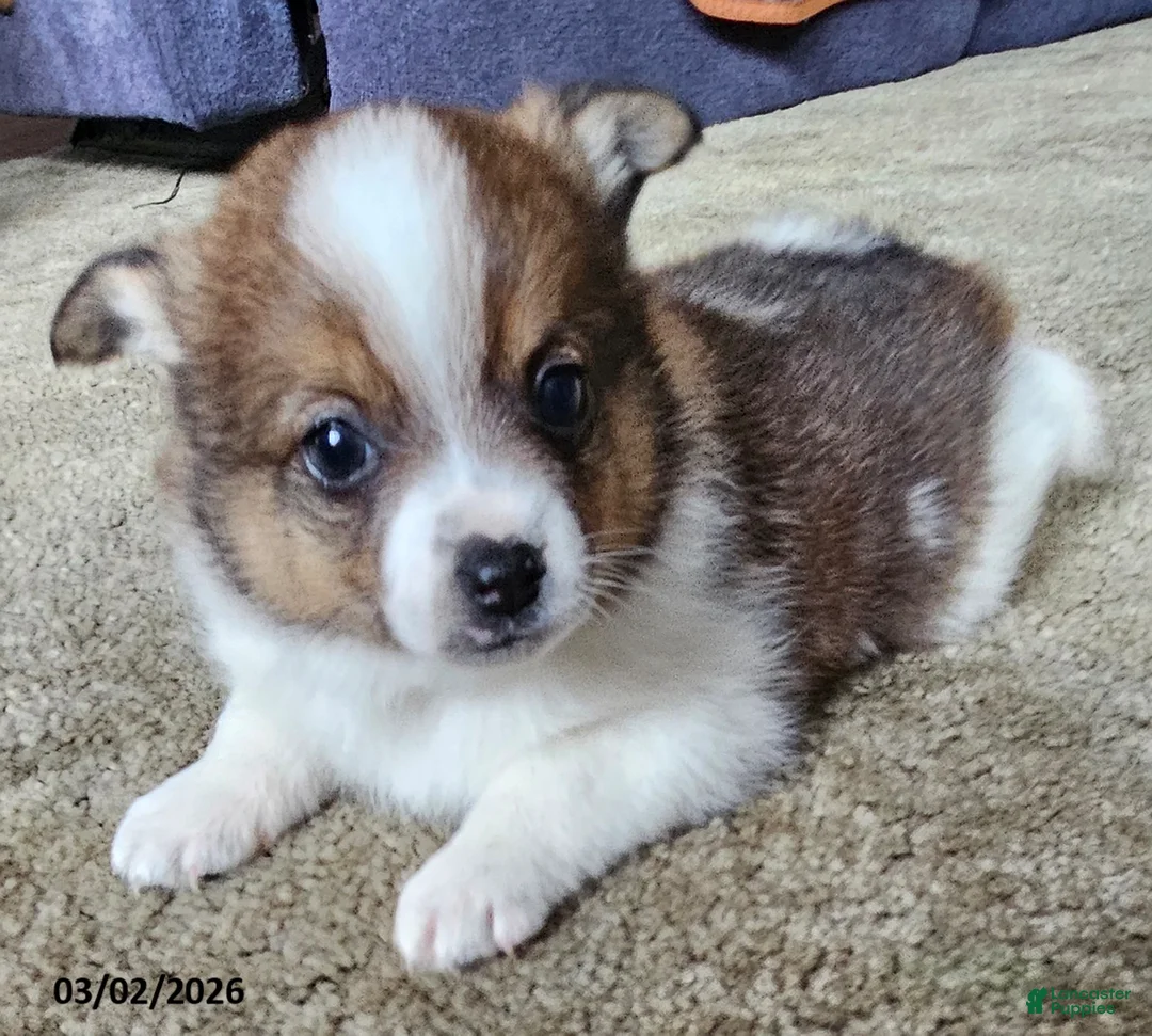 Mixed Breed dogs for sale: Jeff - Ad 1