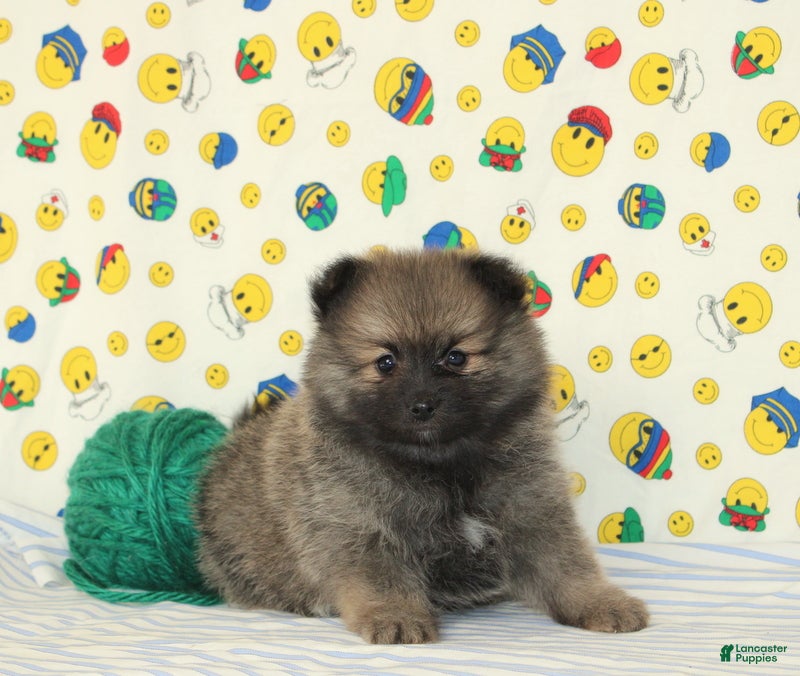 Pomeranian dogs Sawyer - Ad 2