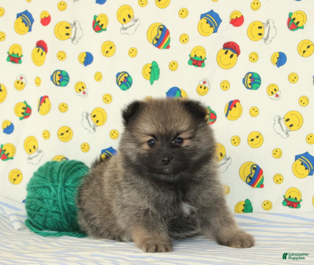 Pomeranian dogs for sale: Sawyer - Ad 2