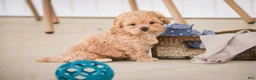 Shihpoo dogs for sale: Crockett - Ad 8