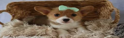 Welsh Corgi Pembroke dogs for sale: Zella 💗 - Ad 2
