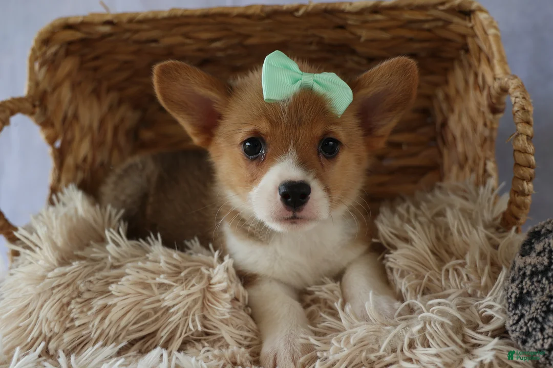 Welsh Corgi Pembroke dogs for sale: Zella 💗 - Ad 2