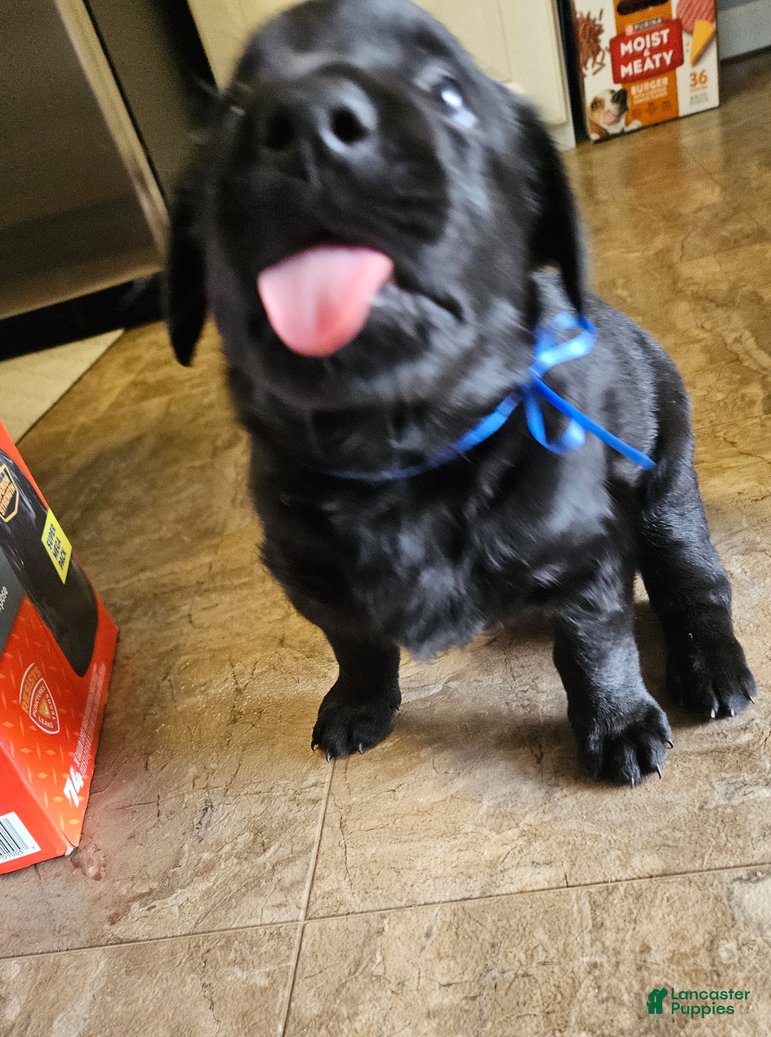 Mixed Breed dogs for sale: Shadow - Ad 2