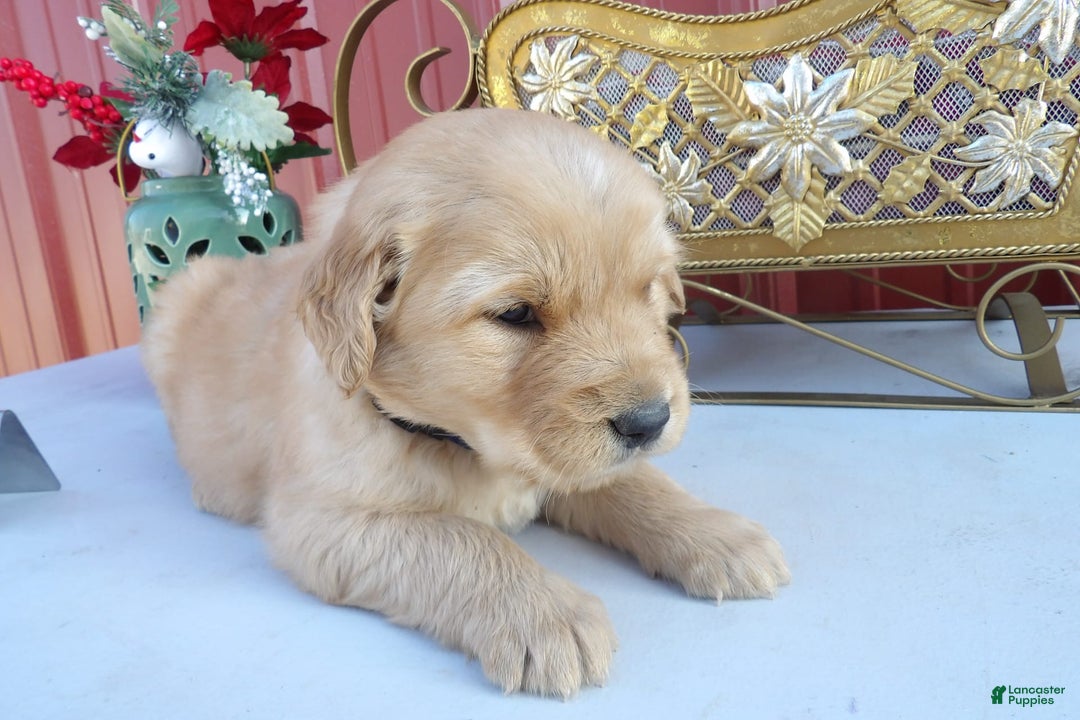 Gallery Image {{count}}