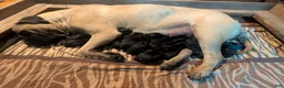 South African Boerboels dogs for sale: South African Boerboels Puppy 1 - Ad 6
