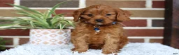 Cavapoo dogs for sale: Forrest - Ad 6