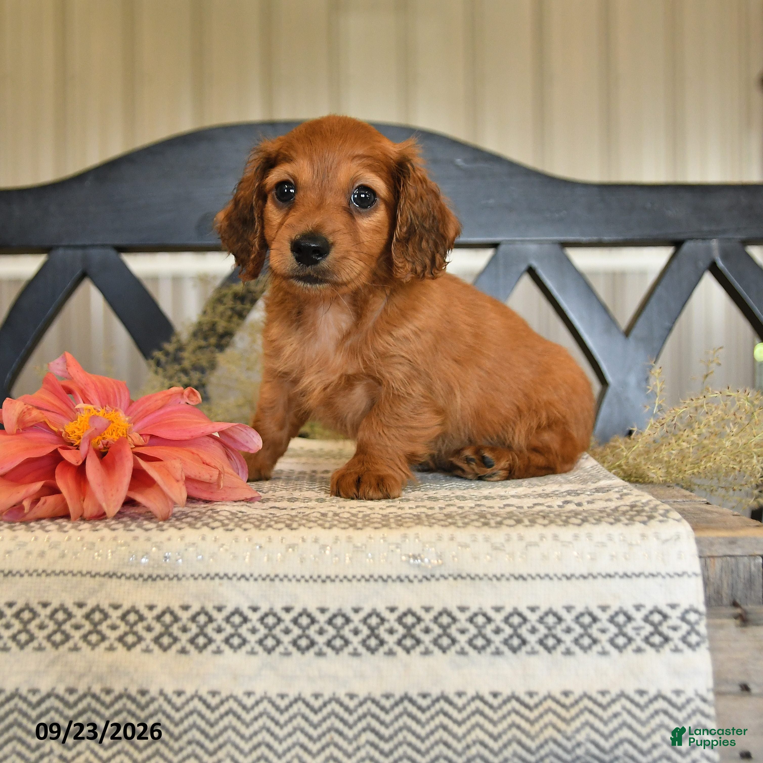 Miniature Dachshund dogs Otis - Ad 2