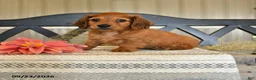 Miniature Dachshund dogs for sale: Otis - Ad 2