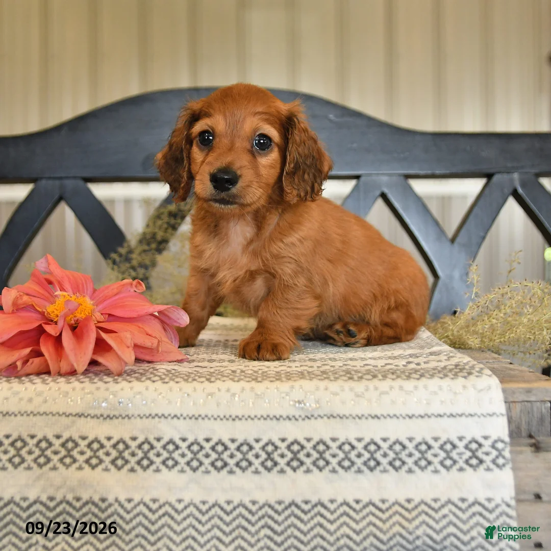Miniature Dachshund dogs for sale: Otis - Ad 2