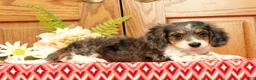 Miniature Dachshund dogs for sale: Victor - Ad 4
