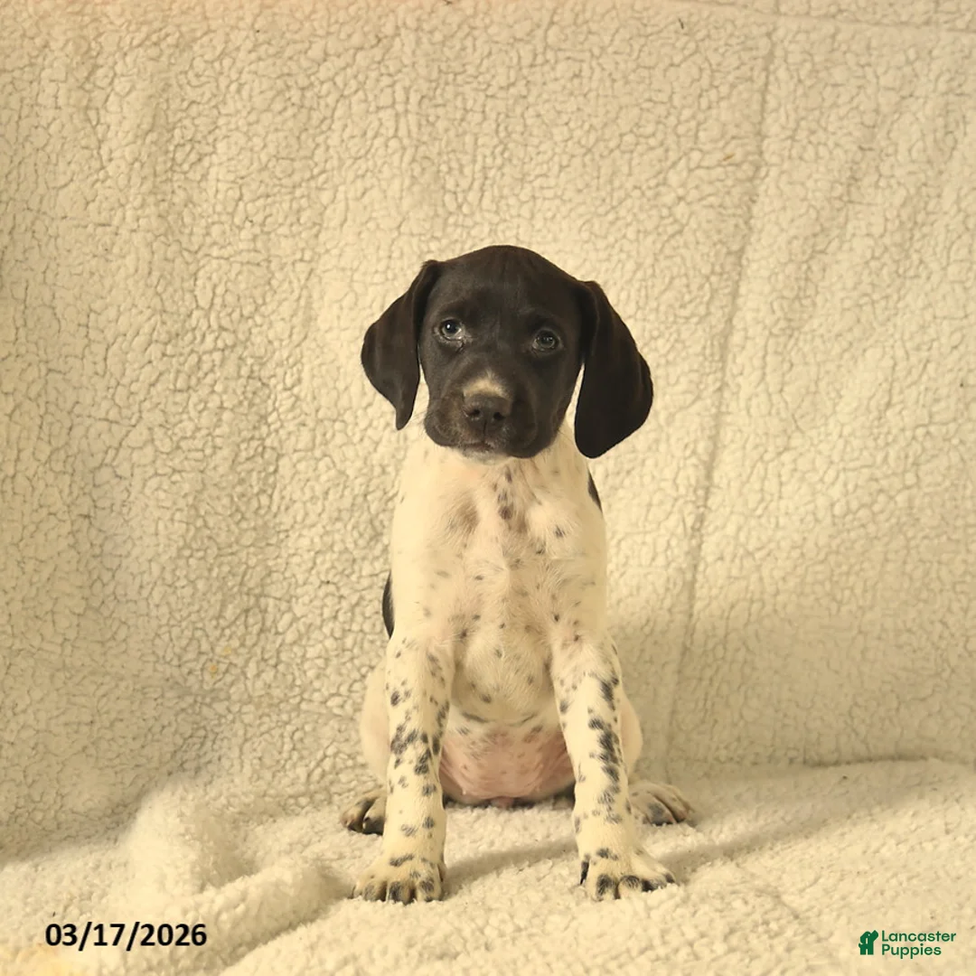 German Shorthaired Pointer dogs for sale: Molly  - Ad 1