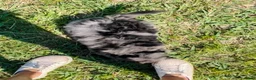 Mini Bernedoodle dogs for sale: Zeus-Mini Bernedoodle 2 - Ad 5
