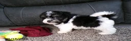 Havanese dogs for sale: Kesha - Ad 6