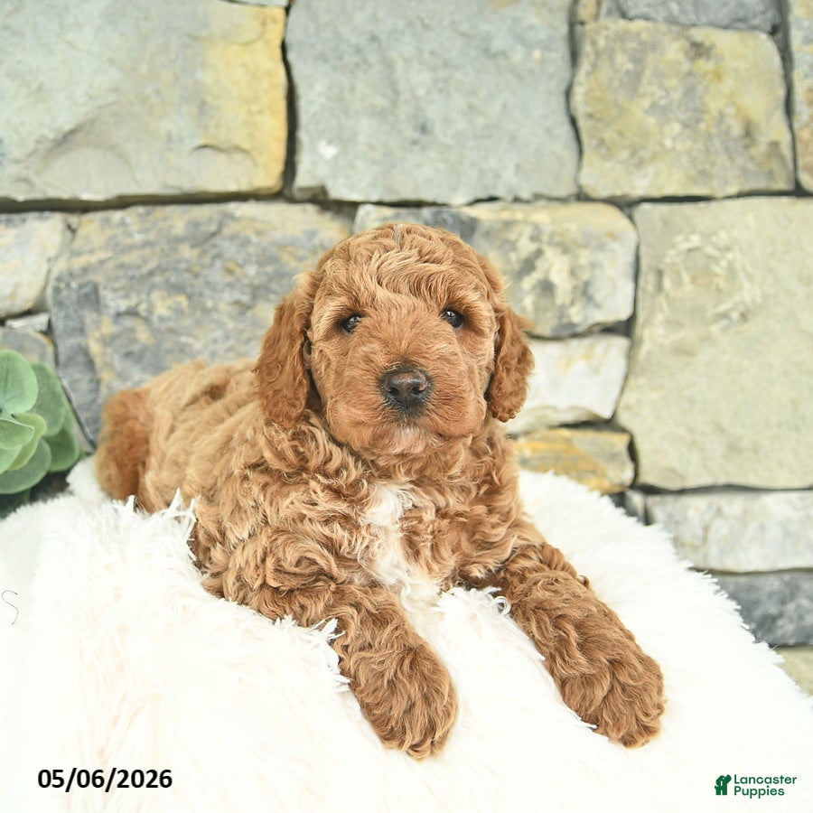 Mini Goldendoodle dogs for sale: Rebel - Ad 2