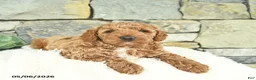 Mini Goldendoodle dogs for sale: Rebel - Ad 1