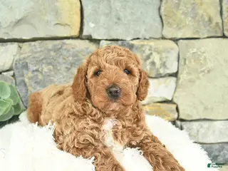 Mini Goldendoodle dogs for sale: Rebel - Ad 2