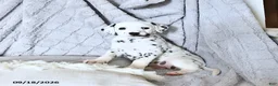 Dalmatian dogs for sale: Reba - Ad 4