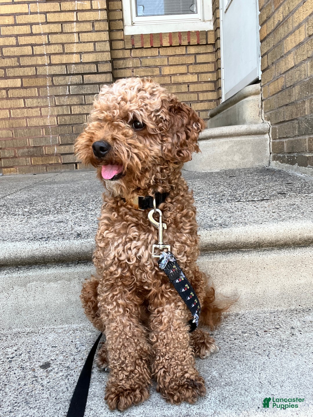 Mini Goldendoodle dogs for sale: Mini Goldendoodle Puppy 1 - Ad 7