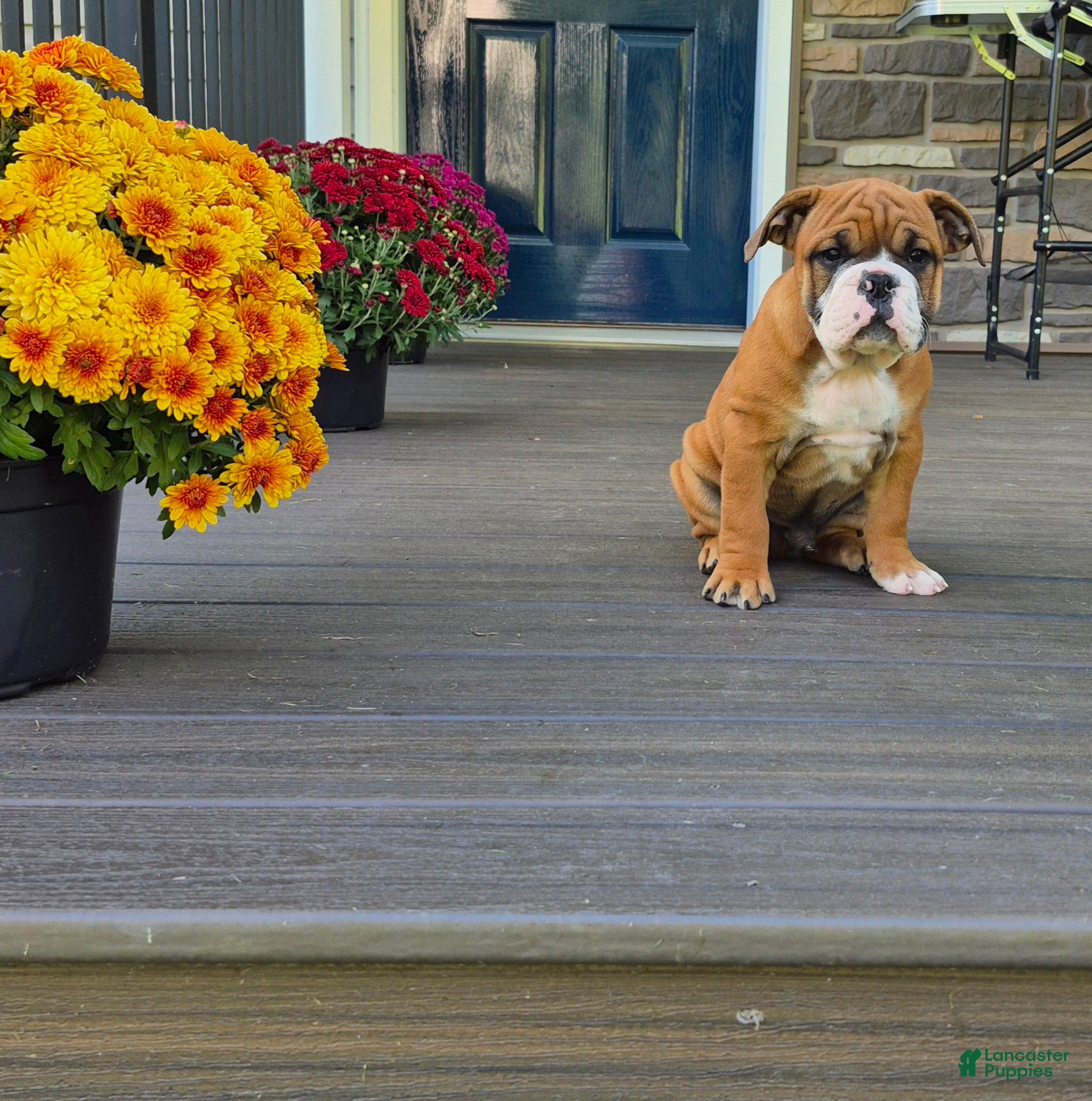 Mixed Breed dogs for sale: Benny - Ad 2