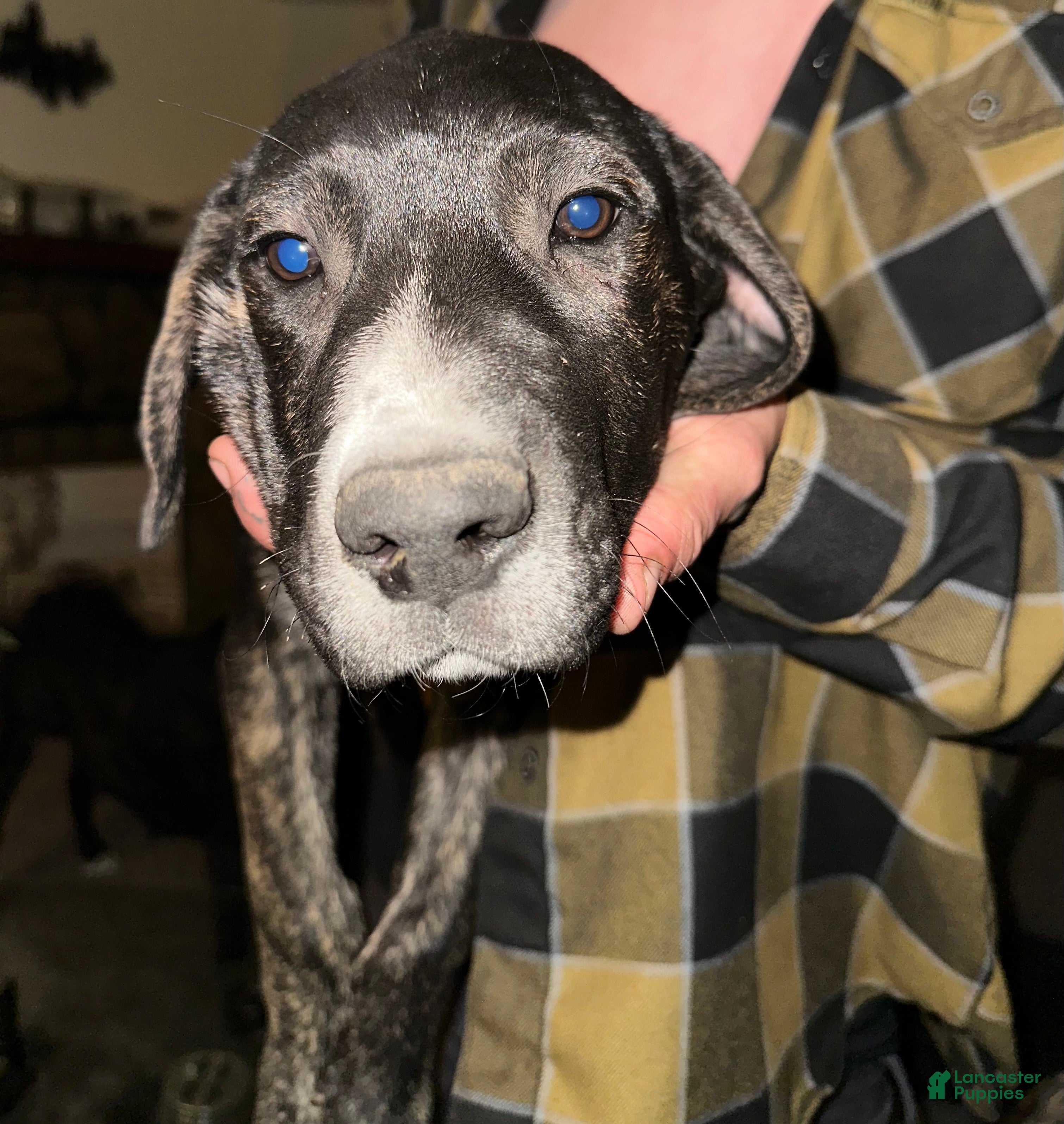 Mixed Breed dogs Scar - Ad 21