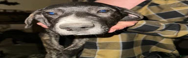 Scar