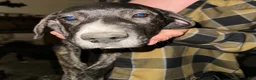 Mixed Breed dogs for sale: Scar - Ad 1