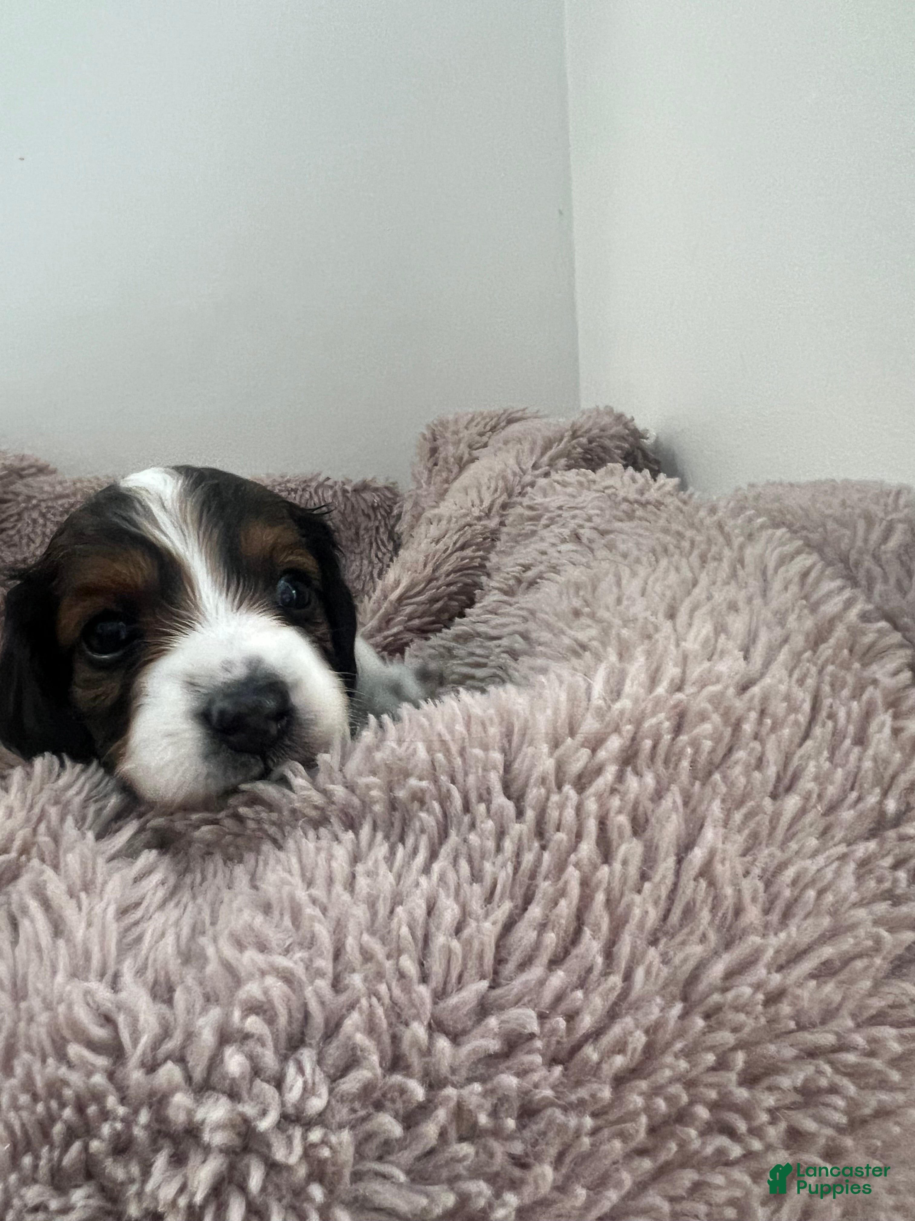 Miniature Dachshund dogs Cookie - Ad 1