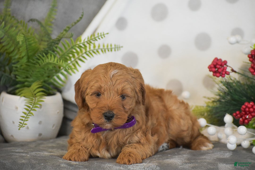 Mini Goldendoodle dogs for sale: Rachel - Ad 7