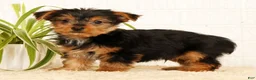Yorkshire Terrier dogs for sale: Sammy - Ad 4