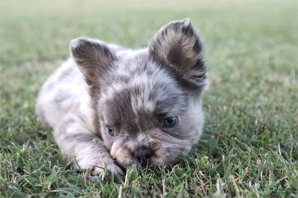 French Bulldog dogs Fanny - Ad 34