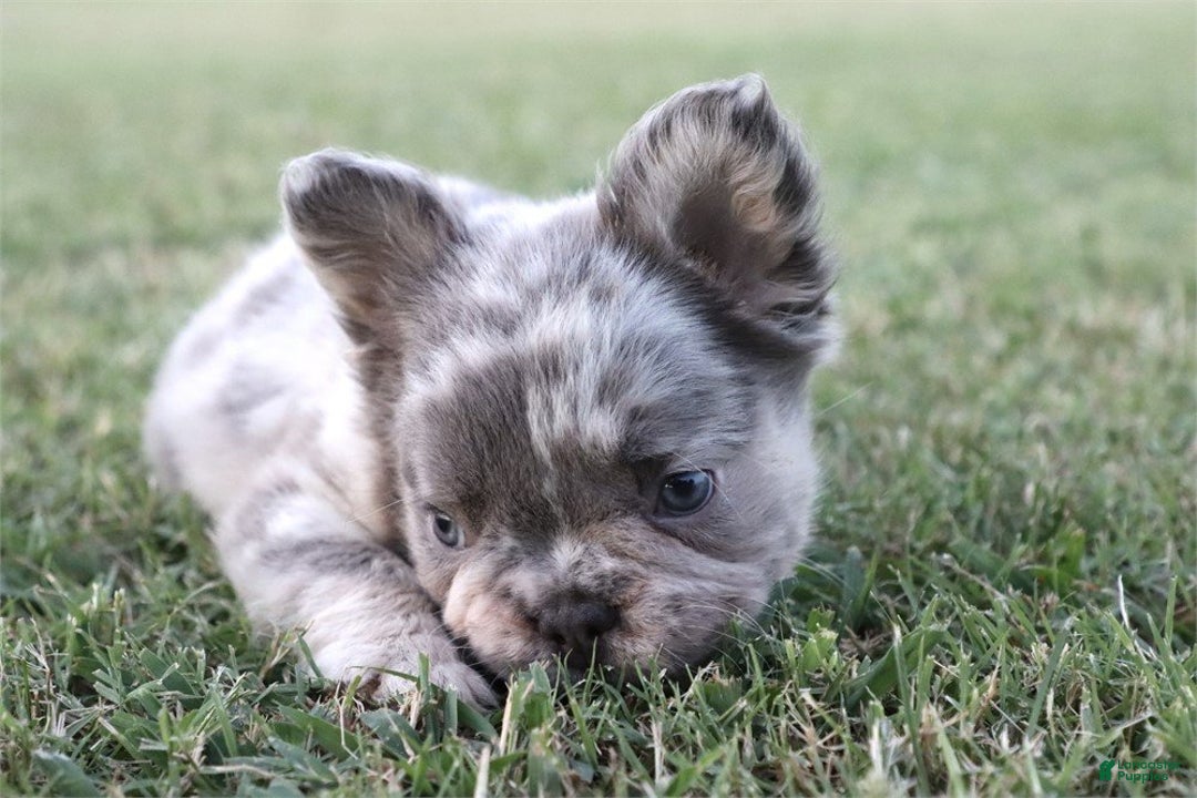 French Bulldog dogs for sale: Fanny - Ad 1