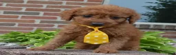 Mini Goldendoodle dogs for sale: Mini Gordon - Ad 10