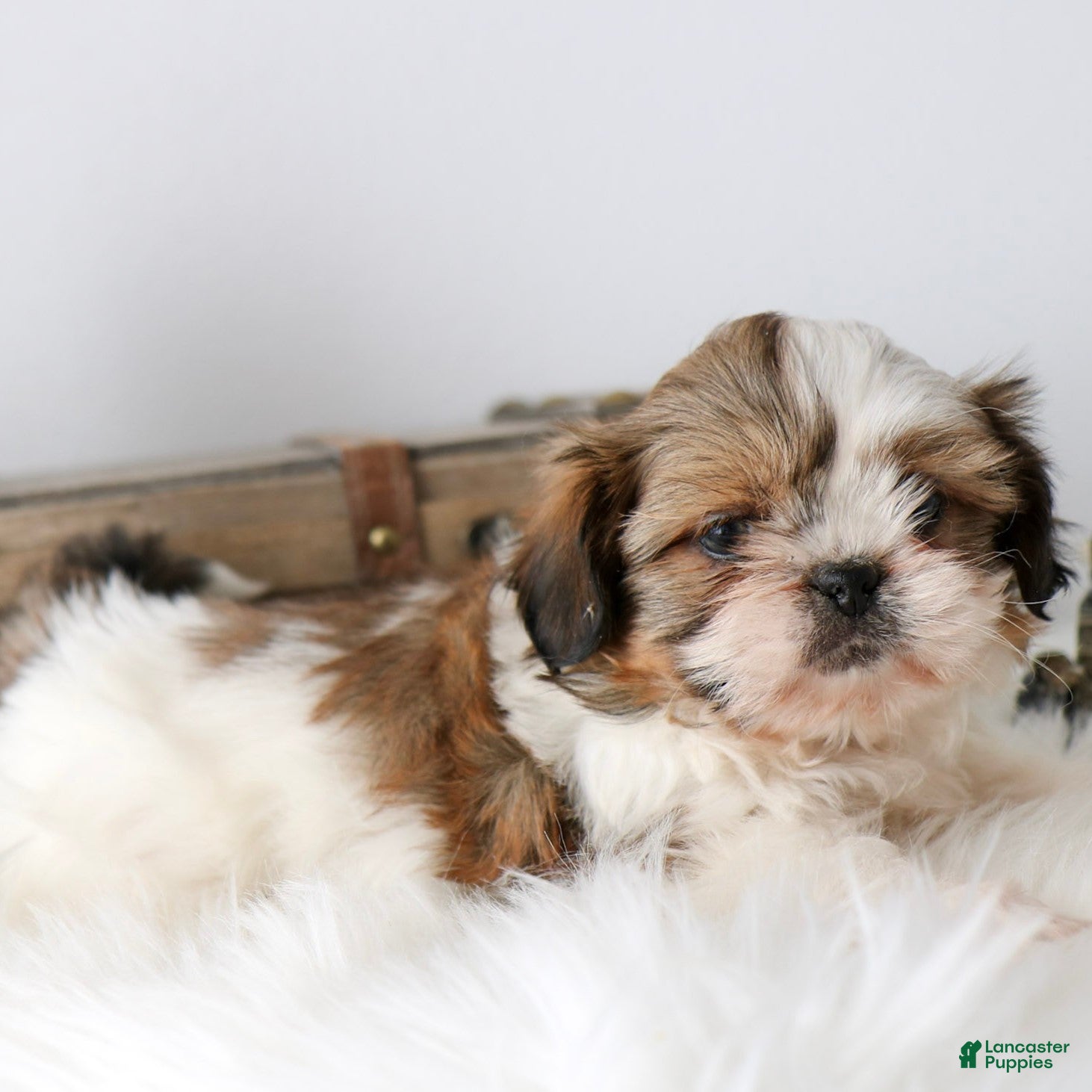 Shih Tzu dogs Sully  - Ad 2