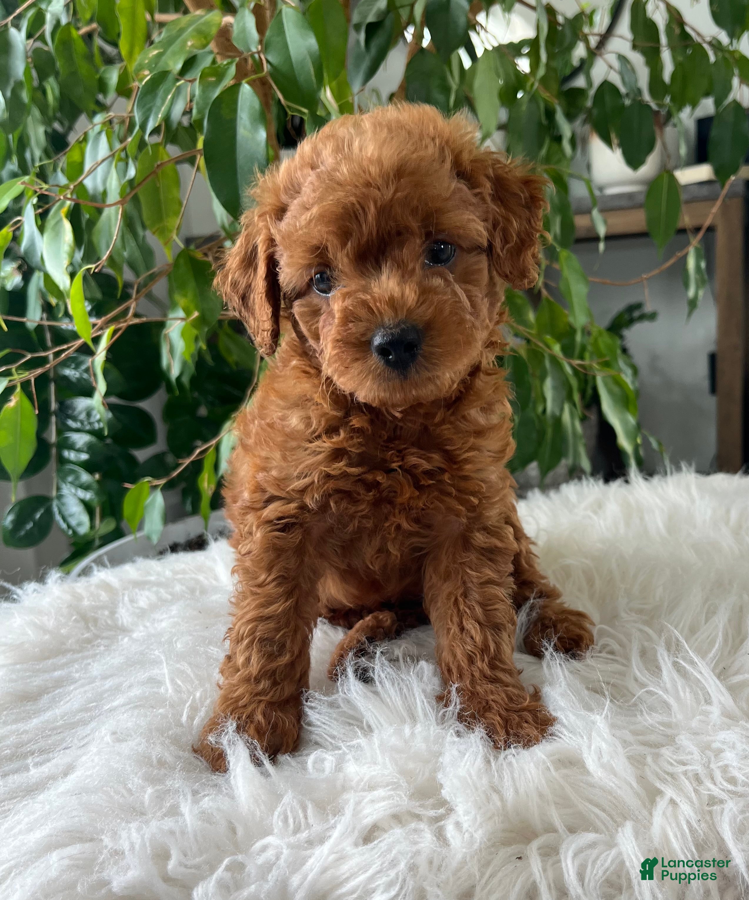 Mini Goldendoodle dogs Carolina - Ad 1