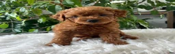 Mini Goldendoodle dogs for sale: Carolina - Ad 1