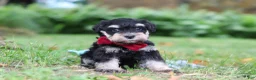 Miniature Schnauzer dogs for sale: Kobe - Ad 5