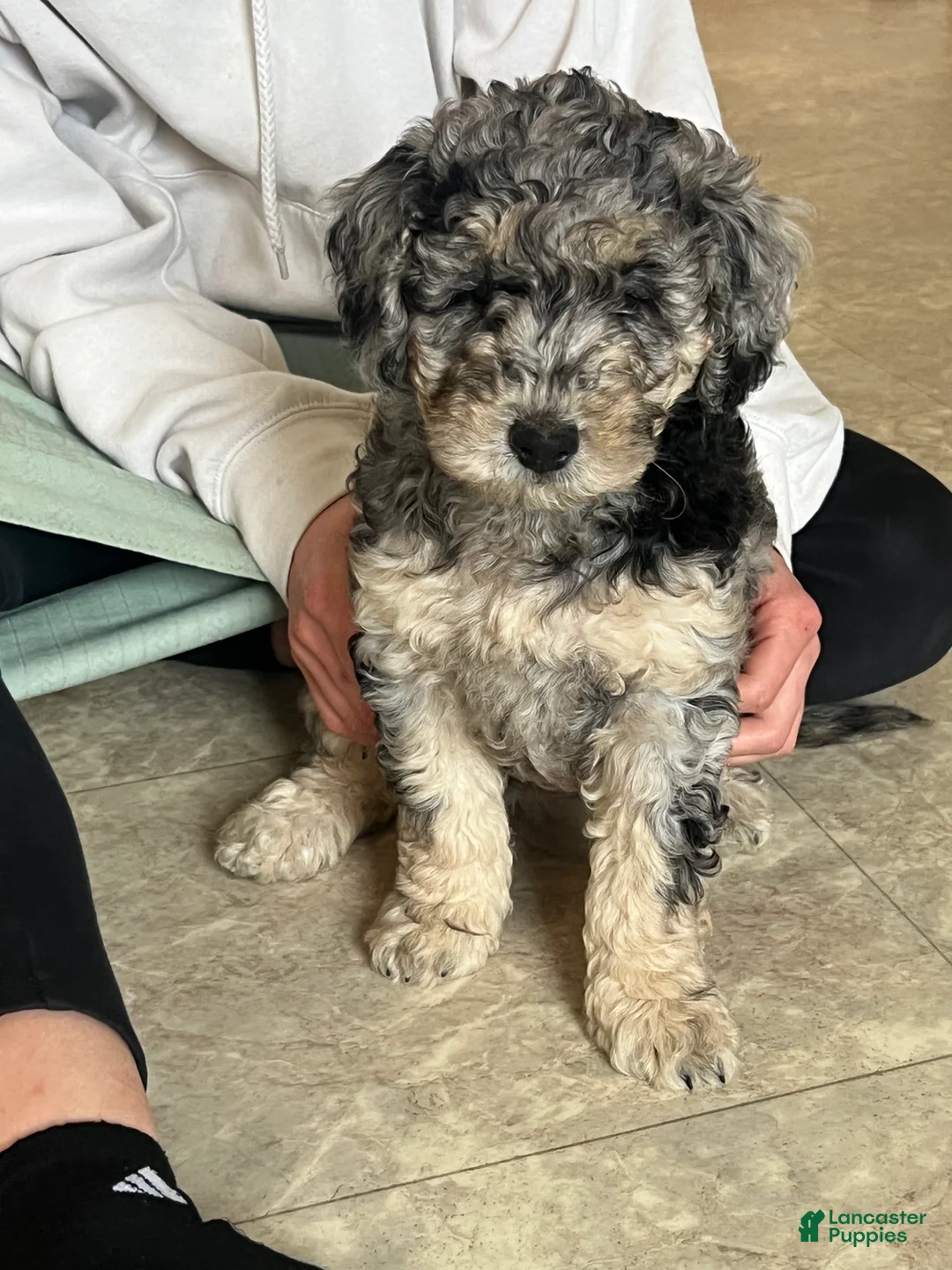 Mini Goldendoodle dogs for sale: Blossom Mini Goldendoodle Puppy  - Ad 2