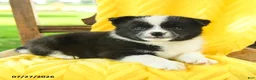 Pomsky dogs for sale: Riley - Ad 3