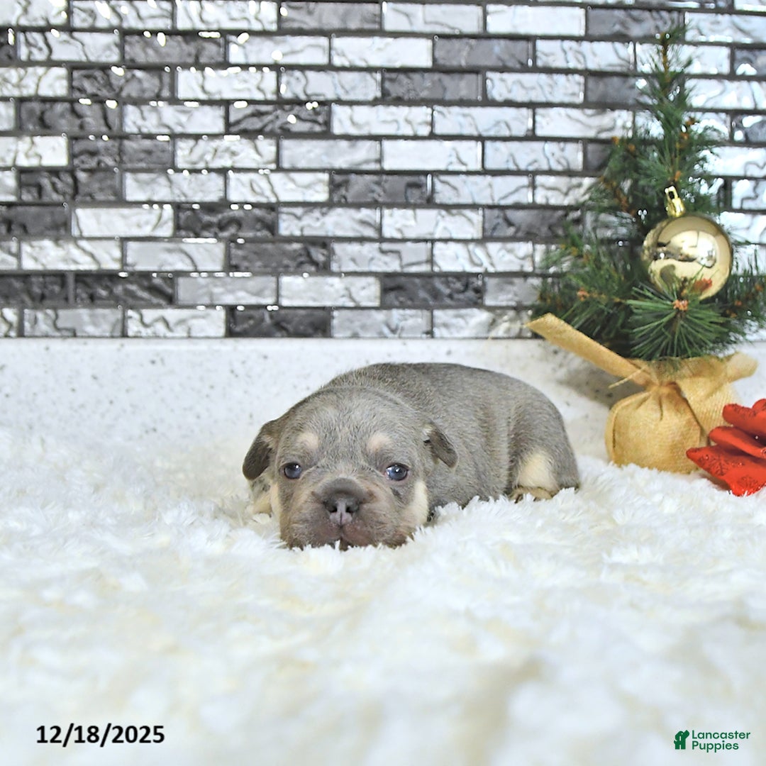 French Bulldog dogs for sale: Lance  - Ad 4