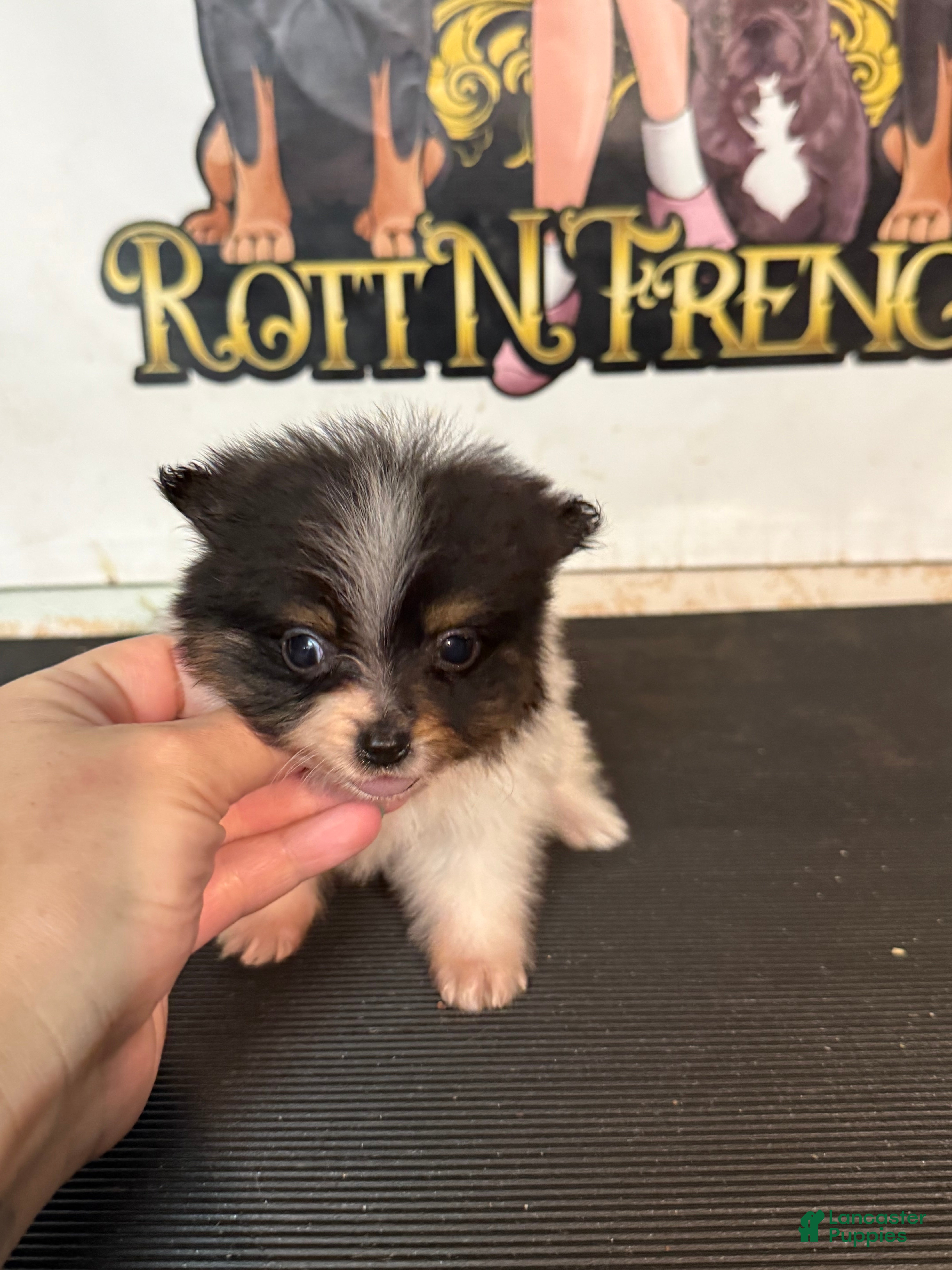 Pomeranian dogs Pomeranian Puppy 1 - Ad 14