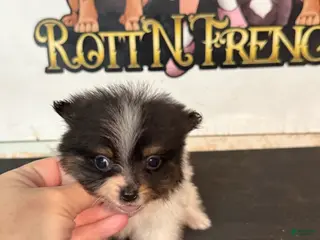 Pomeranian dogs Pomeranian Puppy 1 - Ad 14