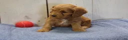 Cockapoo dogs for sale: Barney - Ad 4
