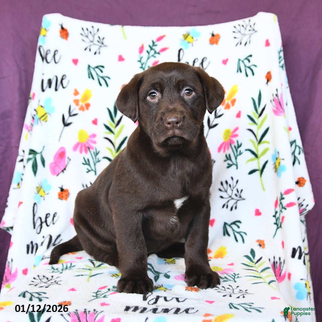 Labrador Retriever dogs for sale: Pumpkin - Ad 1