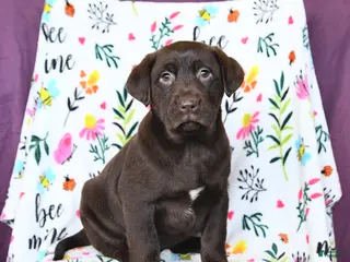 Labrador Retriever dogs Pumpkin - Ad 32