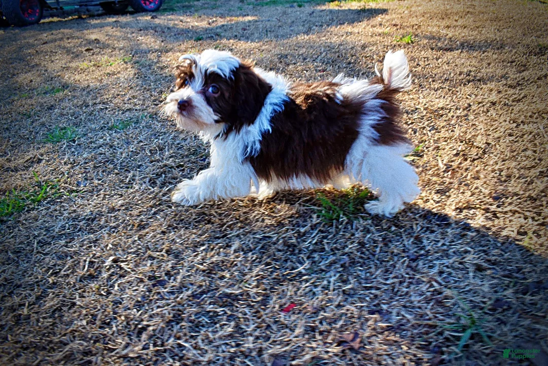 Havapoo dogs for sale: Simon - Ad 18