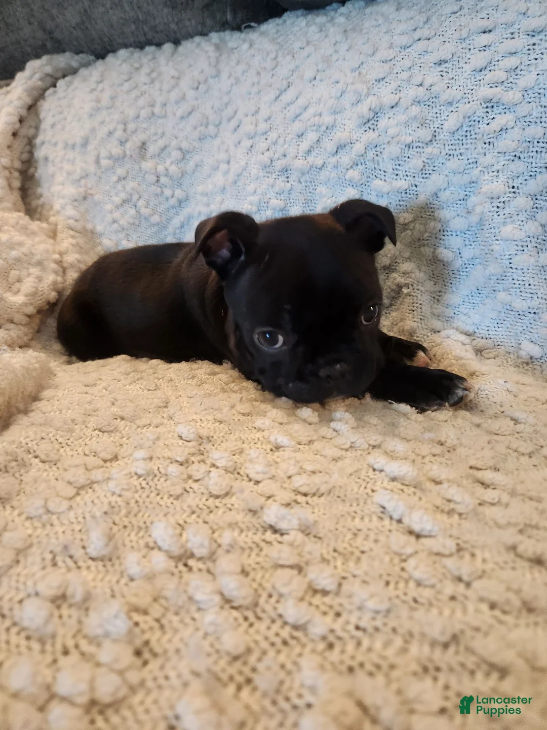 Frenchton dogs for sale: Pugsley  - Ad 20