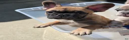 French Bulldog dogs for sale: Cappuchino "chino" - Ad 4